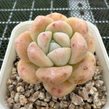 Echeveria 'Amber Ice Green' 琥珀冰玉 -- JCC Succulent Plants