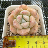 Echeveria 'Amber Ice Green' 琥珀冰玉 -- JCC Succulent Plants