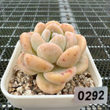 Echeveria 'Amber Ice Green' 琥珀冰玉 -- JCC Succulent Plants