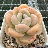 Echeveria 'Amber Ice Green' 琥珀冰玉 -- JCC Succulent Plants