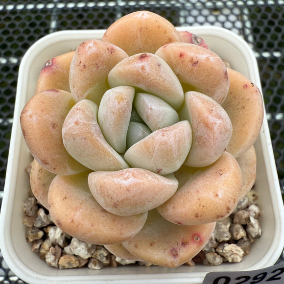 Echeveria 'Amber Ice Green' 琥珀冰玉 -- JCC Succulent Plants