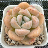 Echeveria 'Amber Ice Green' 琥珀冰玉 -- JCC Succulent Plants