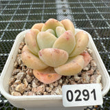 Echeveria 'Amber Ice Green' 琥珀冰玉 -- JCC Succulent Plants