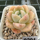 Echeveria 'Amber Ice Green' 琥珀冰玉 -- JCC Succulent Plants