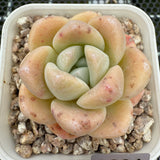 Echeveria 'Amber Ice Green' 琥珀冰玉 -- JCC Succulent Plants