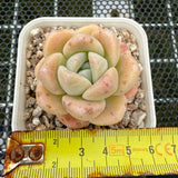 Echeveria 'Amber Ice Green' 琥珀冰玉 -- JCC Succulent Plants