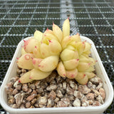 Echeveria Round Leaf Malgon Crest 圆叶麦秆缀化 -- JCC Succulent Plants