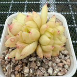 Echeveria Round Leaf Malgon Crest 圆叶麦秆缀化 -- JCC Succulent Plants