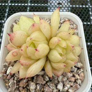 Echeveria Round Leaf Malgon Crest 圆叶麦秆缀化 -- JCC Succulent Plants