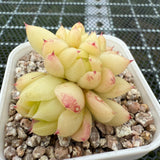 Echeveria Round Leaf Malgon Crest 圆叶麦秆缀化 -- JCC Succulent Plants