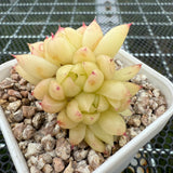 Echeveria Round Leaf Malgon Crest 圆叶麦秆缀化 -- JCC Succulent Plants