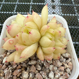 Echeveria Round Leaf Malgon Crest 圆叶麦秆缀化 -- JCC Succulent Plants