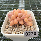 Pachyphytum Omega 欧米茄 -- JCC Succulent Plants