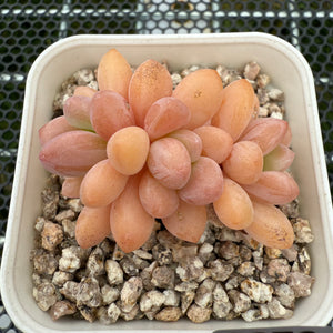 Pachyphytum Omega 欧米茄 -- JCC Succulent Plants