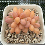 Pachyphytum Omega 欧米茄 -- JCC Succulent Plants