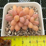 Pachyphytum Omega 欧米茄 -- JCC Succulent Plants