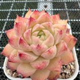 Echeveria 'Peach Queen' 桃熏女王 -- JCC Succulent Plants