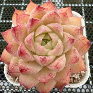 Echeveria 'Peach Queen' 桃熏女王 -- JCC Succulent Plants