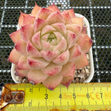 Echeveria 'Peach Queen' 桃熏女王 -- JCC Succulent Plants