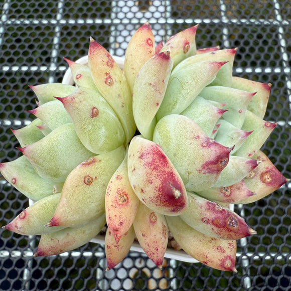 Echeveria White Ratam 白拉糖 -- JCC Succulent Plants