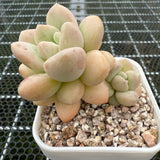 Pachyphytum 'Bubble Gum' 泡泡糖 -- JCC Succulent Plants