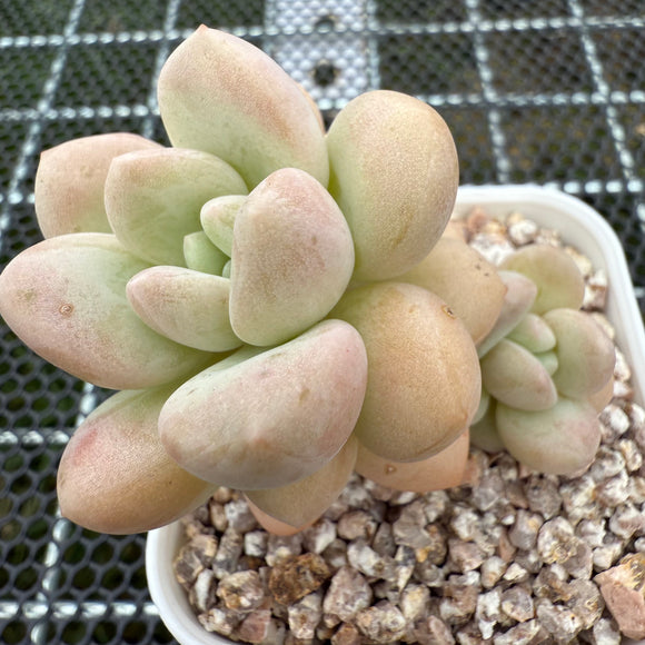 Pachyphytum 'Bubble Gum' 泡泡糖 -- JCC Succulent Plants