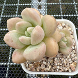 Pachyphytum 'Bubble Gum' 泡泡糖 -- JCC Succulent Plants