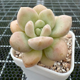 Pachyphytum 'Bubble Gum' 泡泡糖 -- JCC Succulent Plants