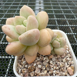 Pachyphytum 'Bubble Gum' 泡泡糖 -- JCC Succulent Plants