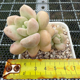 Pachyphytum 'Bubble Gum' 泡泡糖 -- JCC Succulent Plants