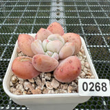 Echeveria 'Fragrant Citrus' 香橙 -- JCC Succulent Plants