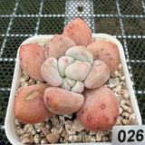 Echeveria 'Fragrant Citrus' 香橙 -- JCC Succulent Plants