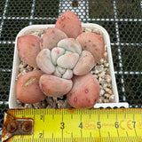 Echeveria 'Fragrant Citrus' 香橙 -- JCC Succulent Plants