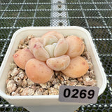 Echeveria 'Fragrant Citrus' 香橙 -- JCC Succulent Plants