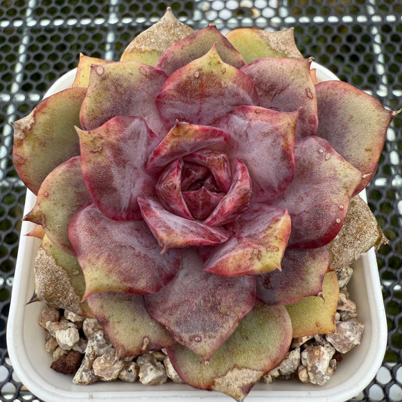 Echeveria 'Purple Rose' 紫玫瑰 -- JCC Succulent Plants