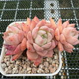 Echeveria 'Pink Lady' 粉红女郎 -- JCC Succulent Plants