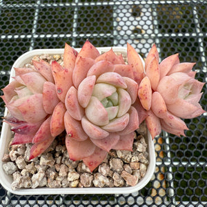 Echeveria 'Pink Lady' 粉红女郎 -- JCC Succulent Plants