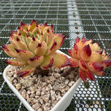 Echeveria Dark Night 黑夜 -- JCC Succulent Plants