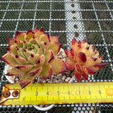 Echeveria Dark Night 黑夜 -- JCC Succulent Plants