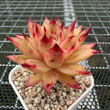 Echeveria 'Cherry Pie' 樱桃派 -- JCC Succulent Plants