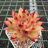 Echeveria 'Cherry Pie' 樱桃派 -- JCC Succulent Plants