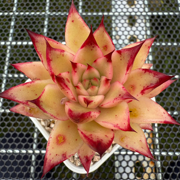 Echeveria 'Cherry Pie' 樱桃派 -- JCC Succulent Plants