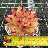 Echeveria 'Cherry Pie' 樱桃派 -- JCC Succulent Plants