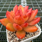 Echeveria Rose Champagne Sp. 玫瑰香槟杂 -- JCC Succulent Plants