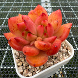 Echeveria Rose Champagne Sp. 玫瑰香槟杂 -- JCC Succulent Plants