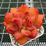 Echeveria Rose Champagne Sp. 玫瑰香槟杂 -- JCC Succulent Plants