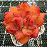 Echeveria Rose Champagne Sp. 玫瑰香槟杂 -- JCC Succulent Plants