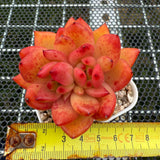 Echeveria Rose Champagne Sp. 玫瑰香槟杂 -- JCC Succulent Plants