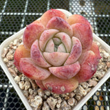 Echeveria 'Pink Apparition' 粉冰魄 -- JCC Succulent Plants