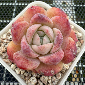 Echeveria 'Pink Apparition' 粉冰魄 -- JCC Succulent Plants